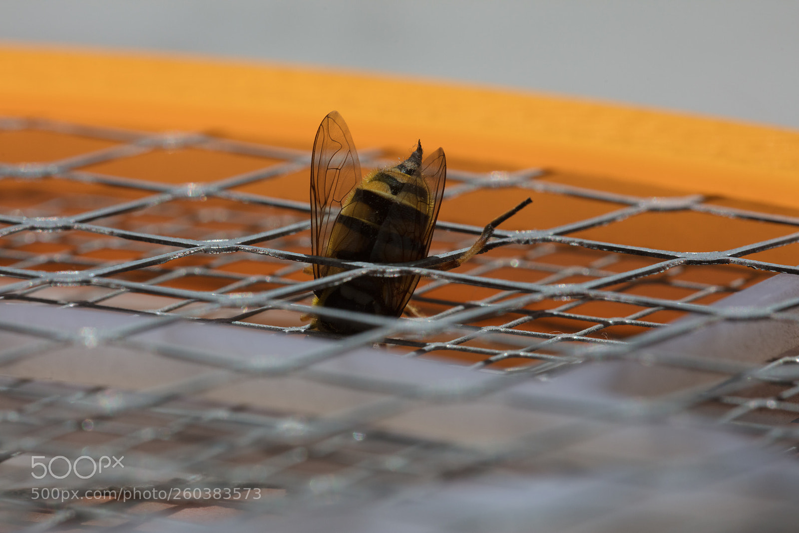Canon EOS 5DS R sample photo. Macro bee sting photography