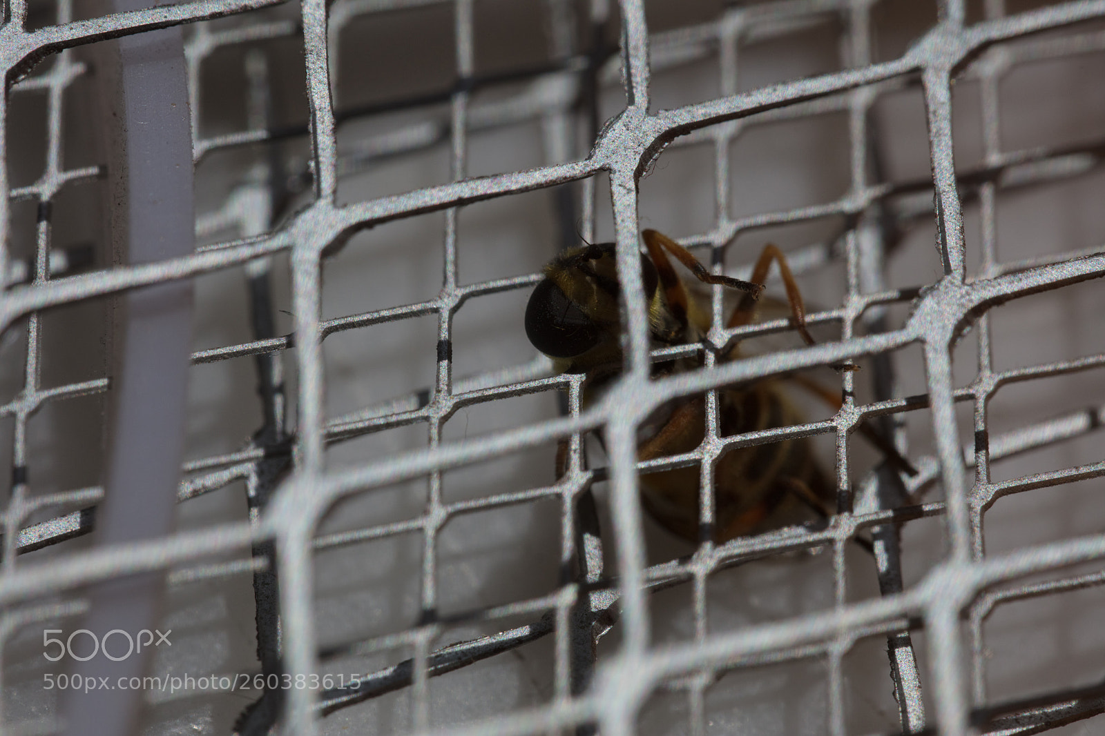 Canon EOS 5DS R sample photo. Macro bee sting photography