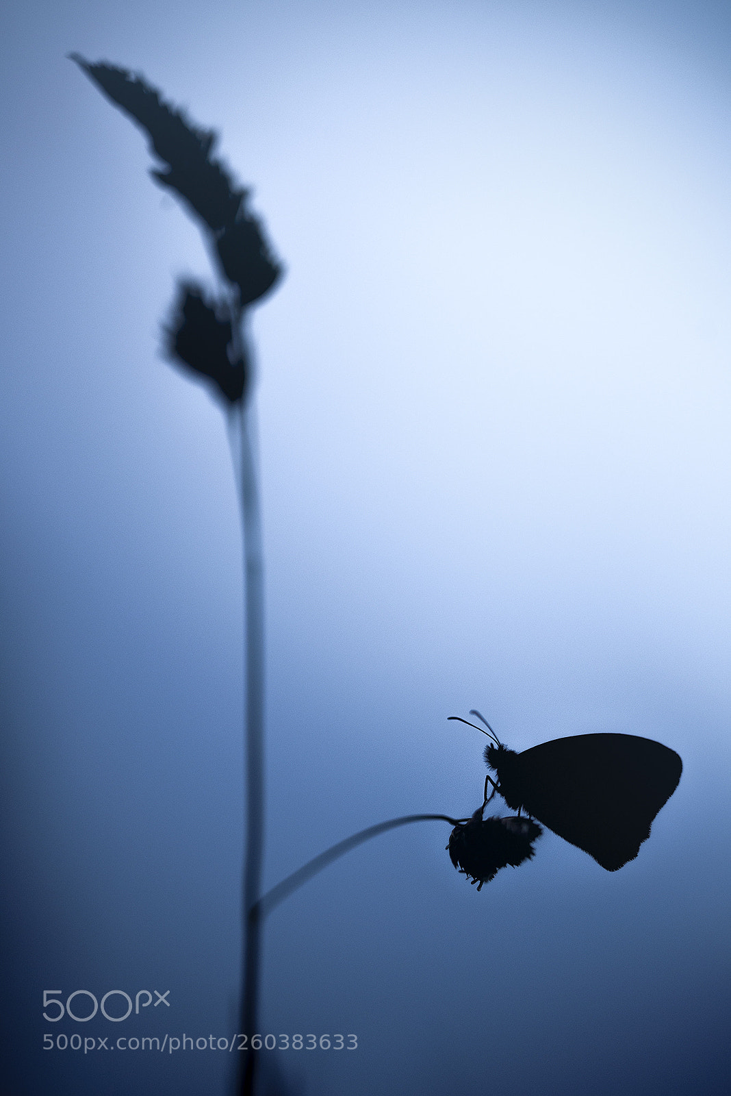 Nikon D750 sample photo. Silhouette photography
