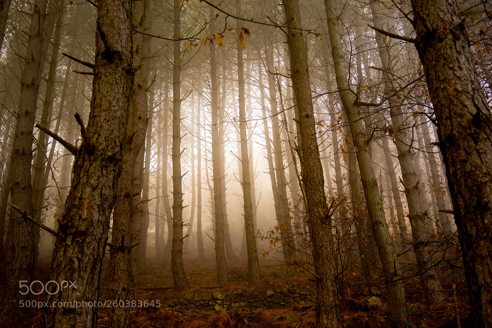 Sony a7 sample photo. Sous-bois photography
