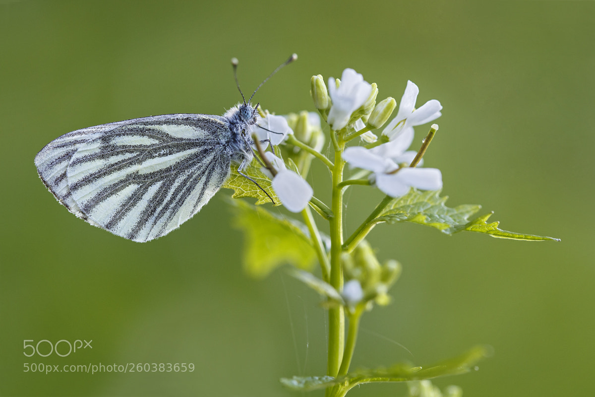 Canon EOS 6D sample photo. Green-veined white photography