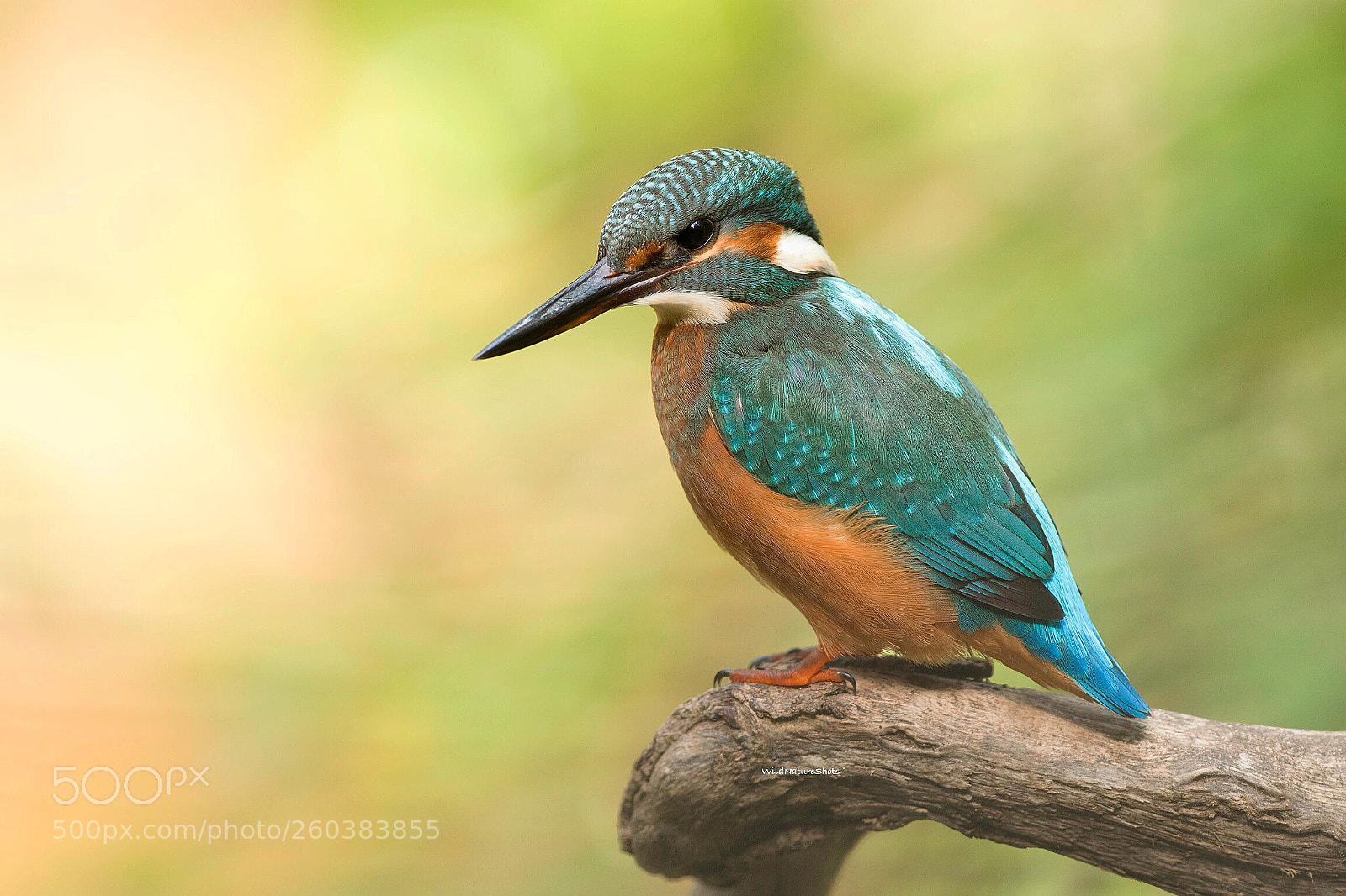 Nikon D500 sample photo. Common kingfisher photography