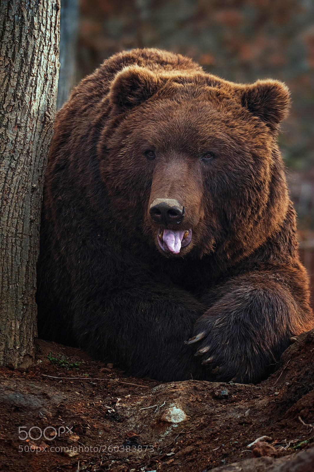 Nikon D7100 sample photo. Brown bear photography