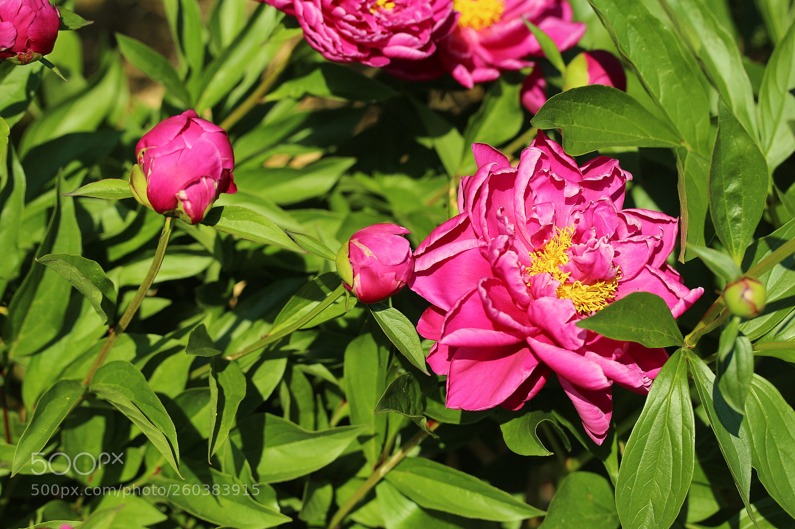 Canon EF-S 60mm F2.8 Macro USM sample photo. Paeoni blooming photography