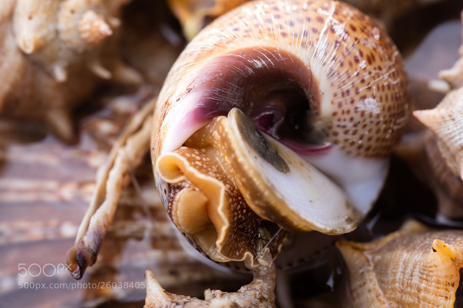 Canon EOS 5DS R sample photo. Sea snail,close up photography