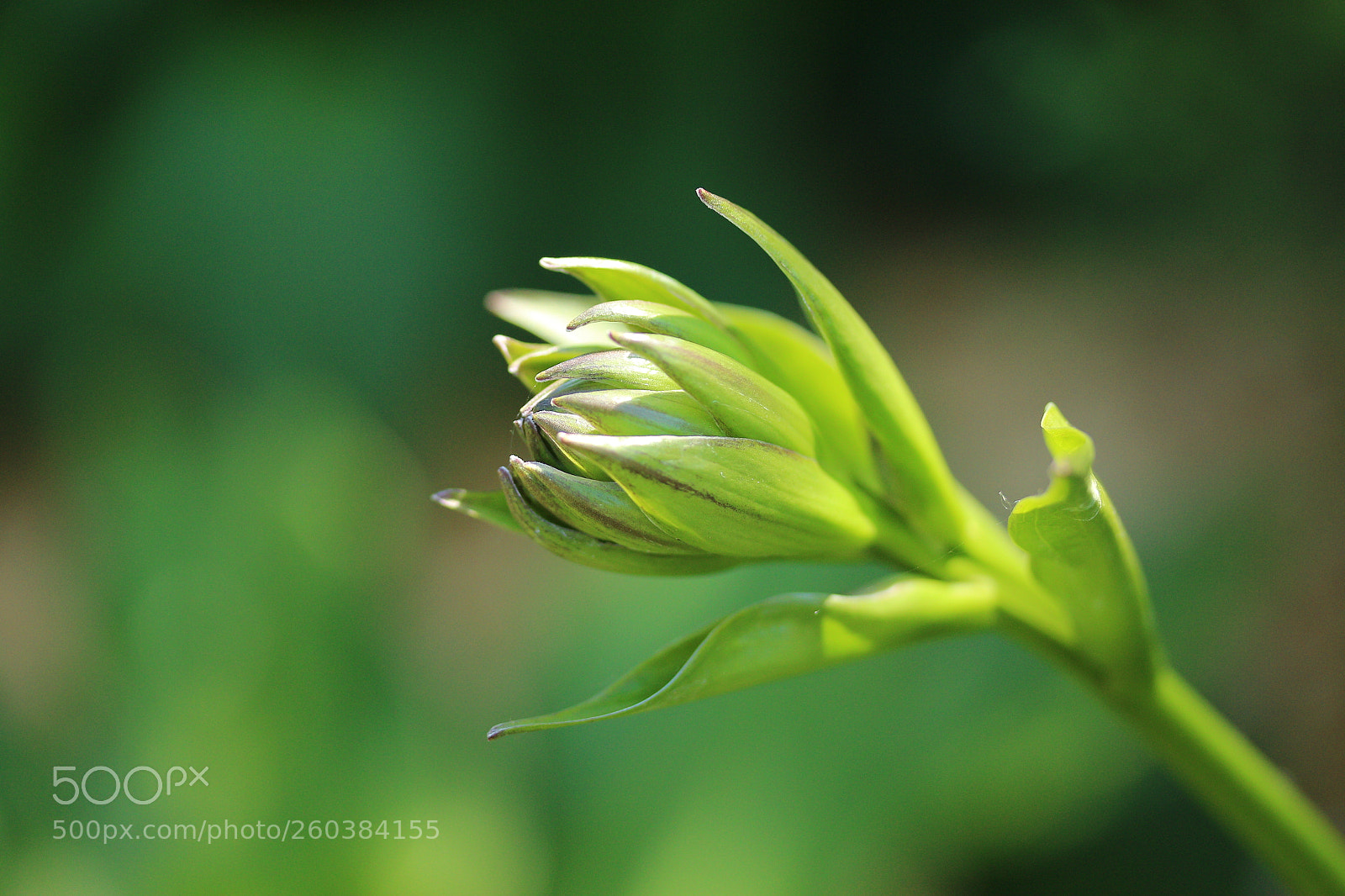 Canon EF-S 60mm F2.8 Macro USM sample photo. Evolving beauty to be photography