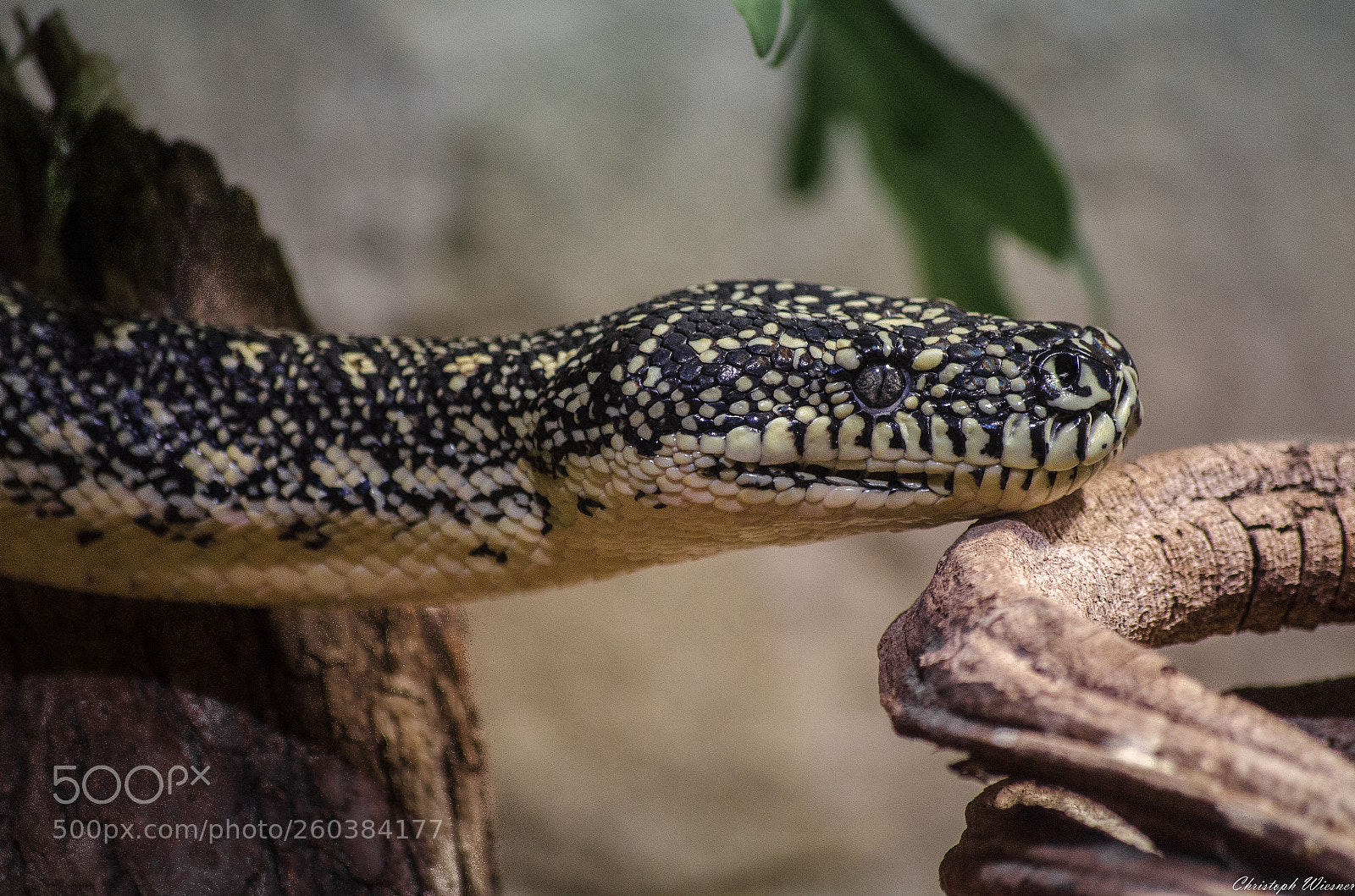 Nikon D5100 sample photo. Snake searching for food photography