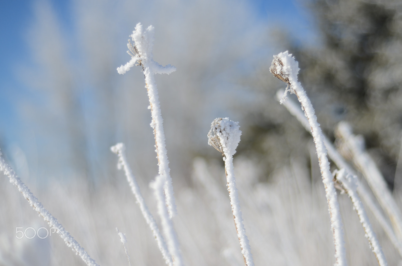 Nikon AF Nikkor 50mm F1.8D sample photo. Snow or never photography