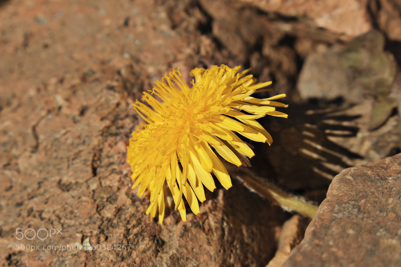 Canon EOS 700D (EOS Rebel T5i / EOS Kiss X7i) sample photo. Salto photography