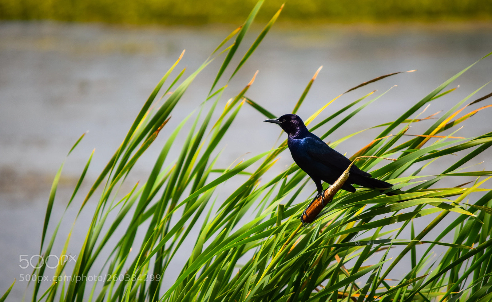 Nikon D3300 sample photo. Great-tailed grackle photography