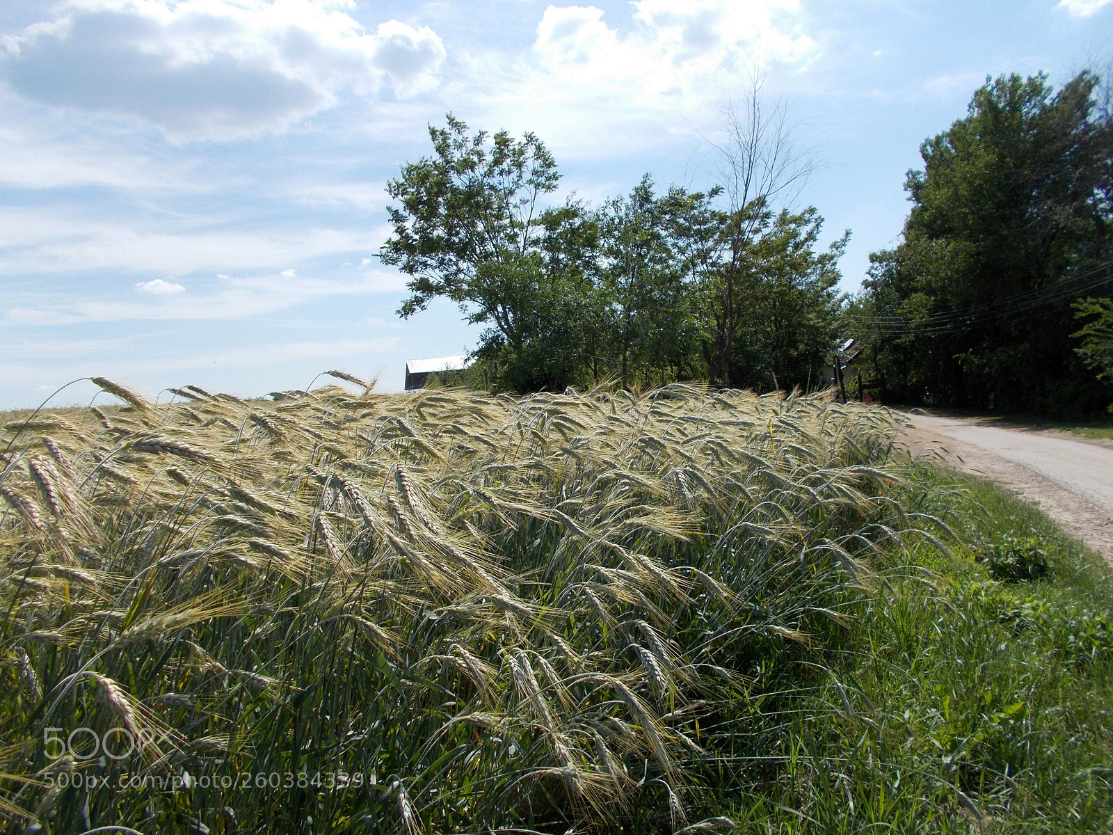 Nikon Coolpix L31 sample photo. Oat field photography