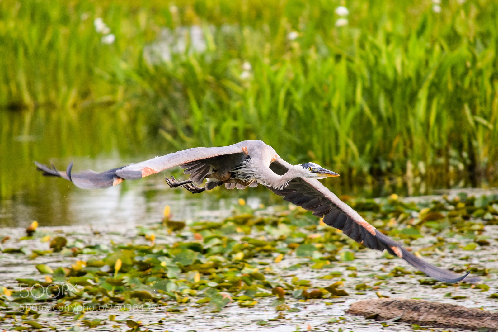 Nikon D3300 sample photo. Heron in flight photography