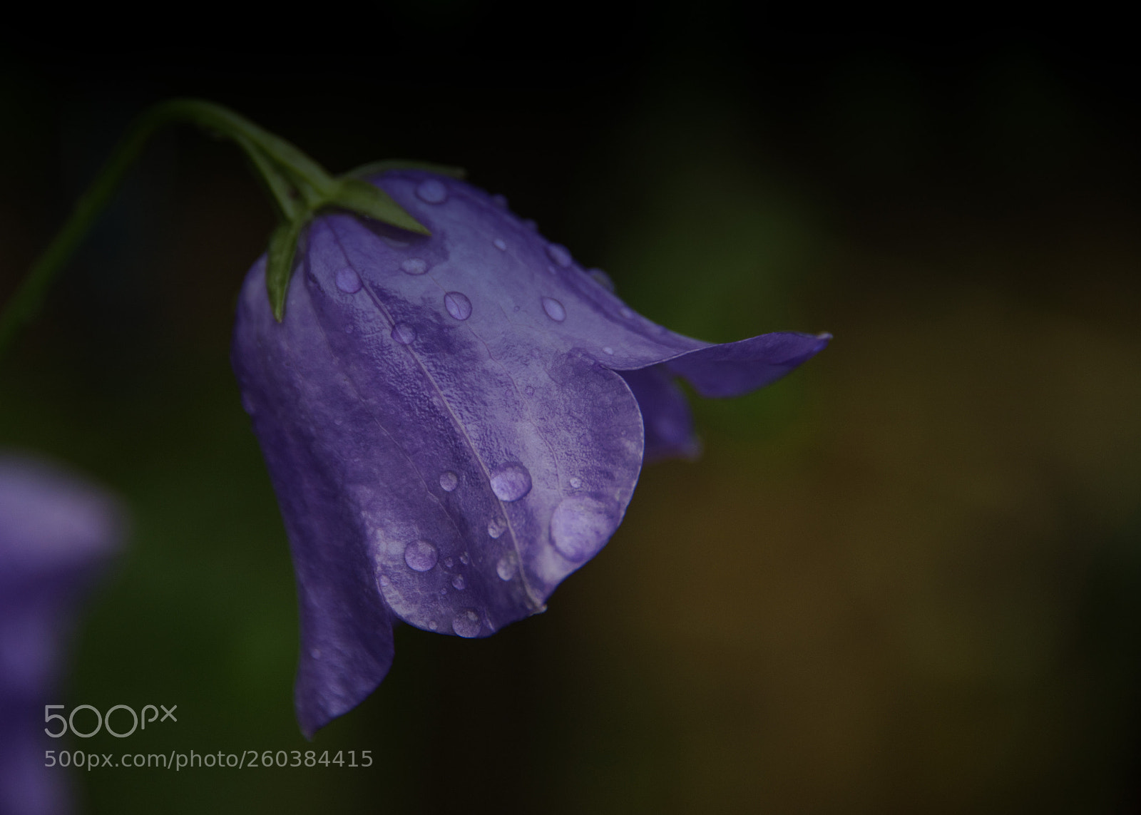 Nikon D810 sample photo. No man is an photography
