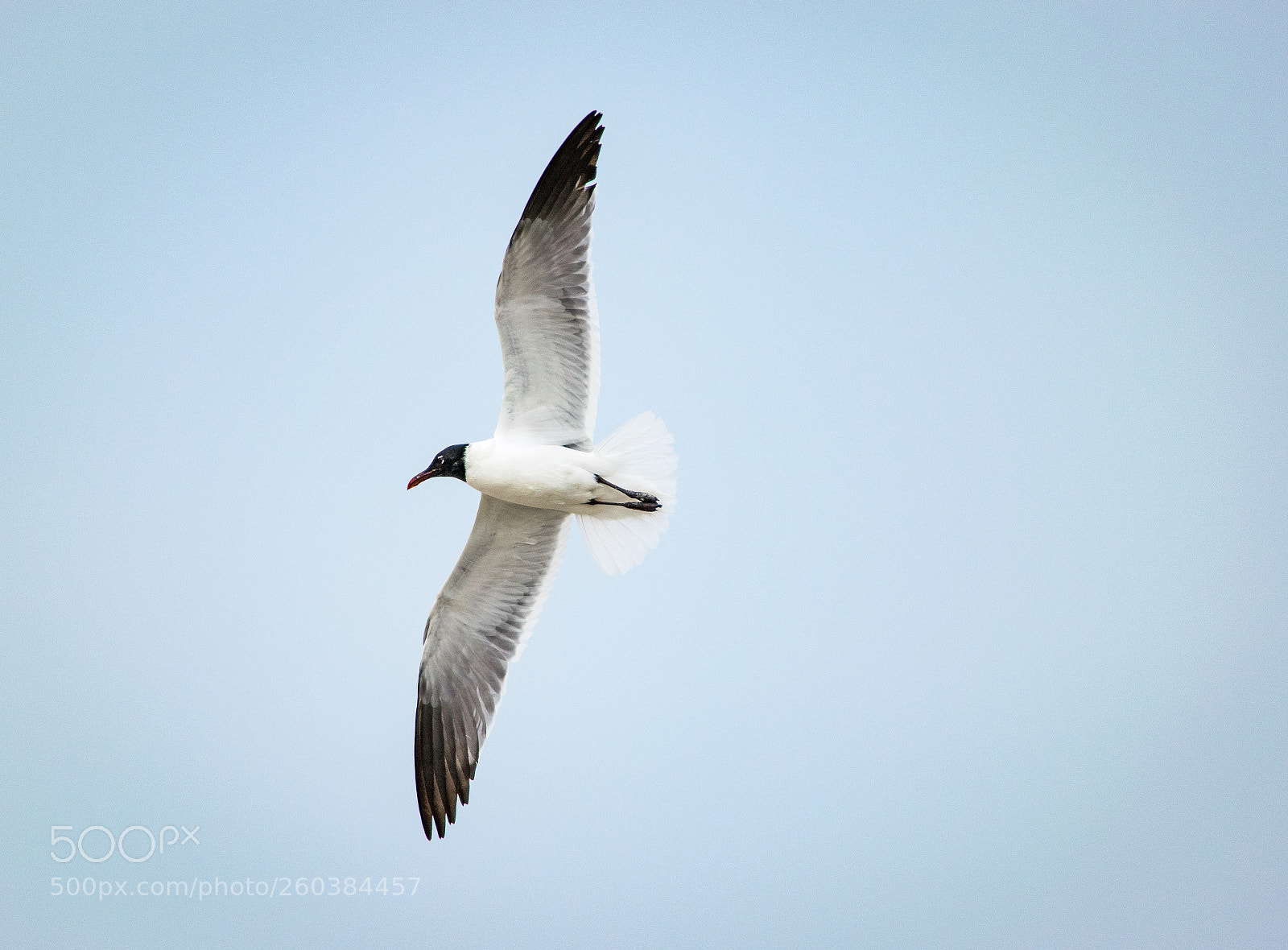 Nikon D3300 sample photo. Gull wings photography