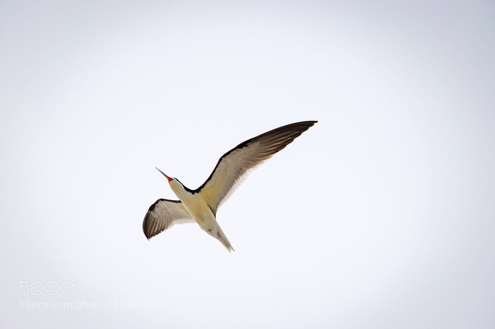Nikon D3300 sample photo. In flight photography