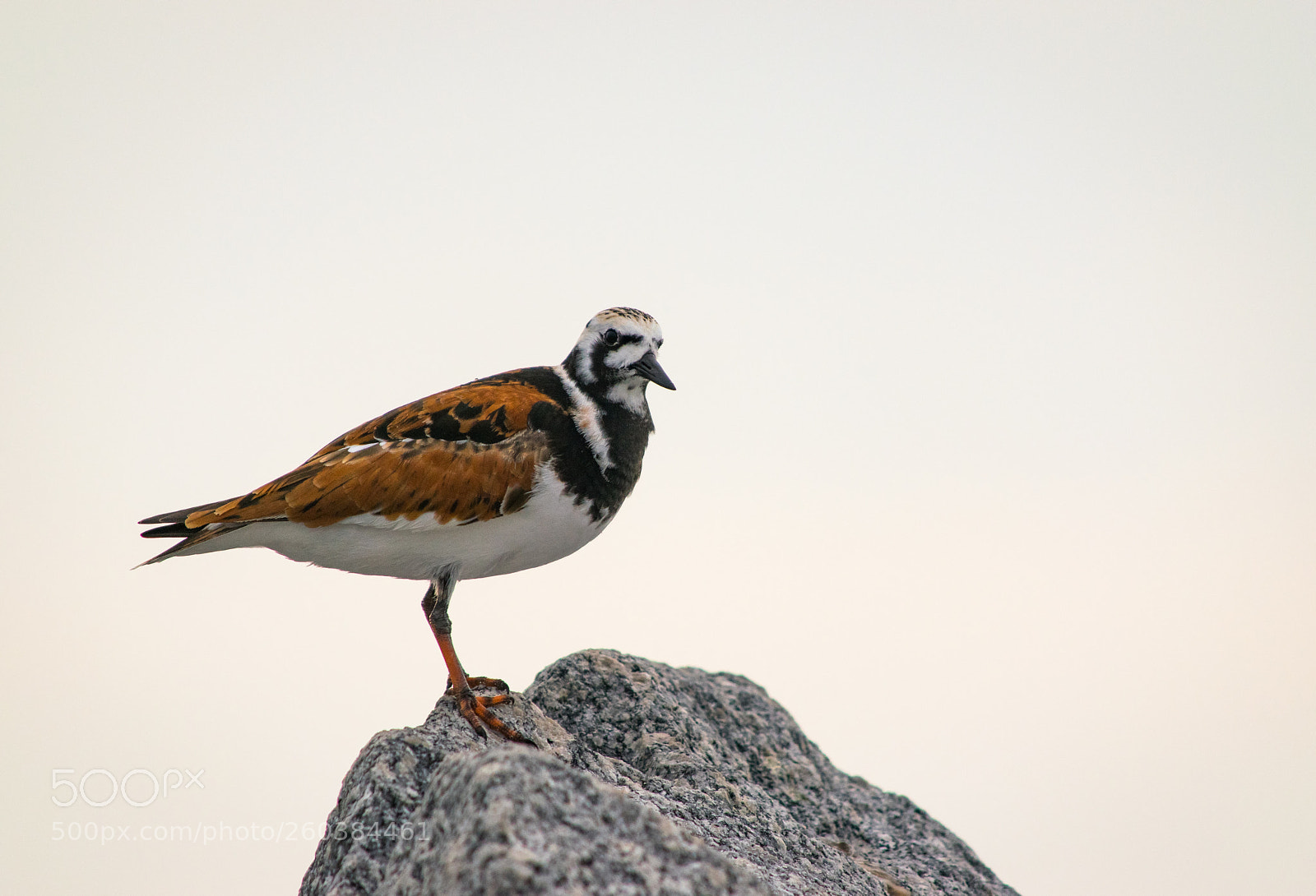 Nikon D3300 sample photo. Perched sandpiper photography