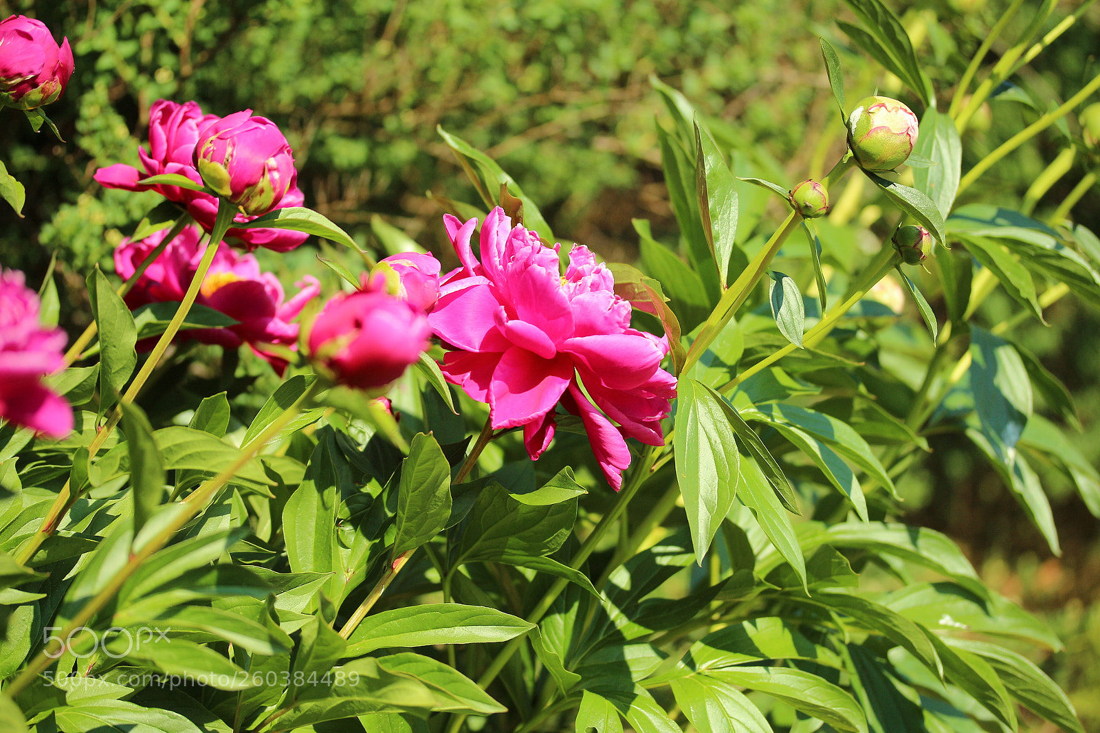 Canon EOS 700D (EOS Rebel T5i / EOS Kiss X7i) sample photo. Paeonia blooming 2 photography