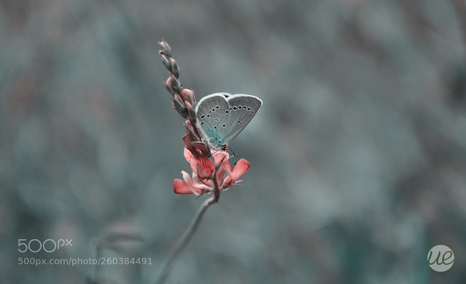 Nikon D7000 sample photo. Soft colors photography