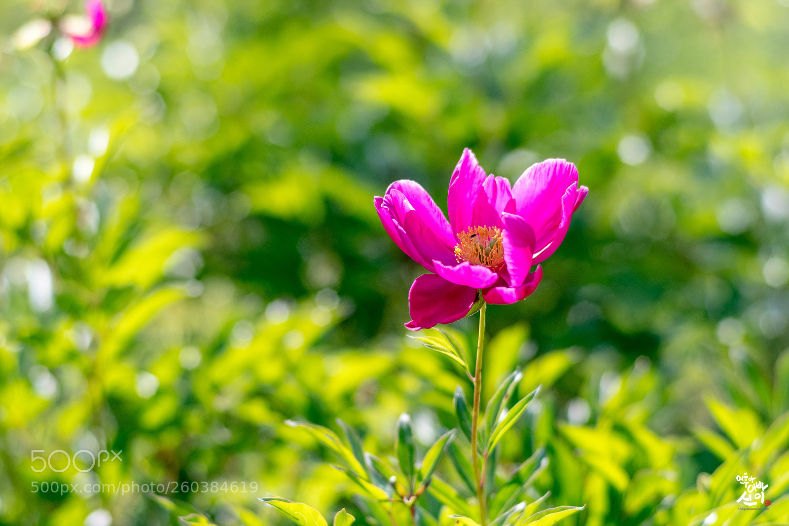 Fujifilm X-T2 sample photo. Peony photography