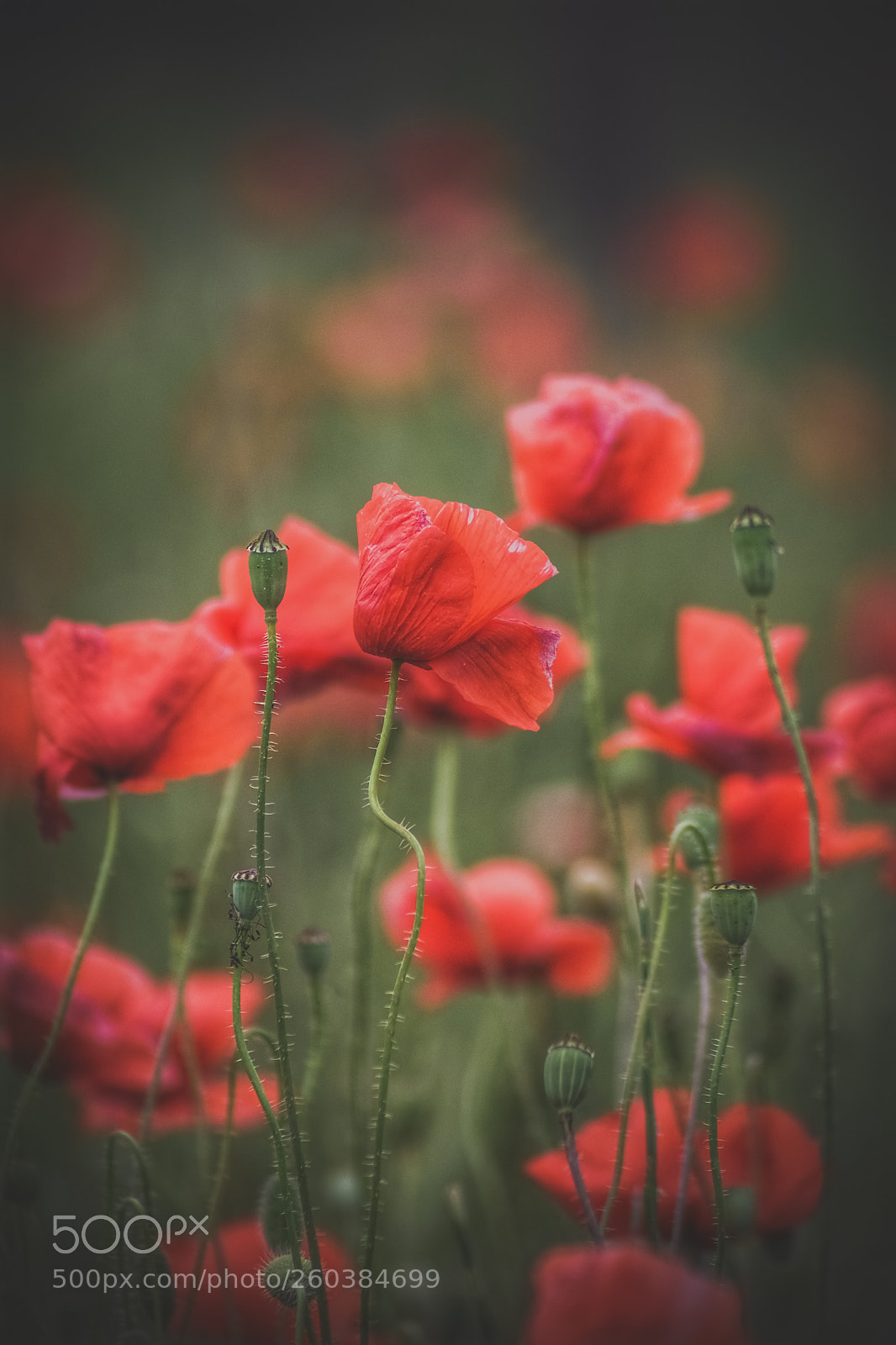Nikon D3400 sample photo. Red poppy photography