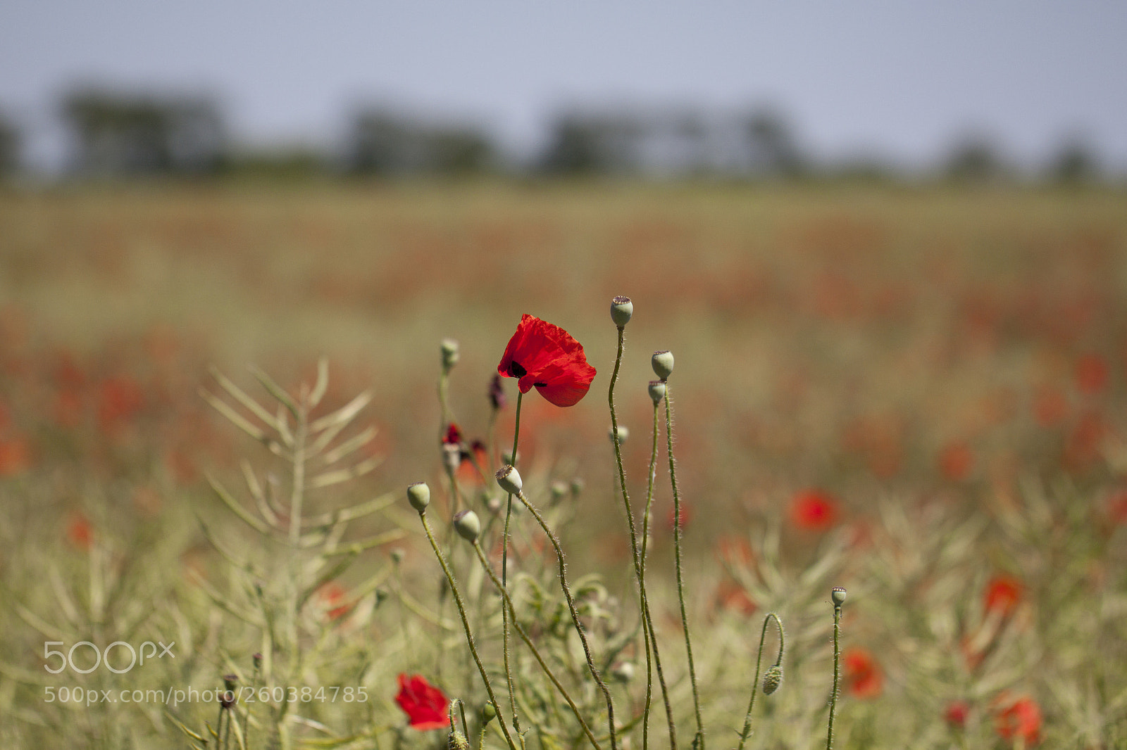 Canon EOS 500D (EOS Rebel T1i / EOS Kiss X3) sample photo. Poppy photography