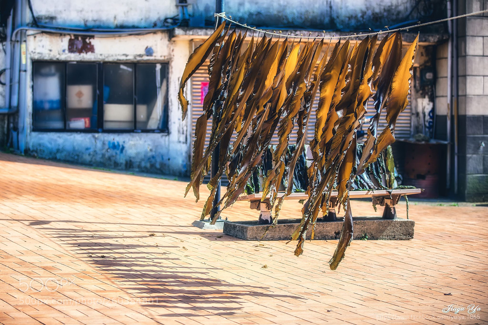 Canon EOS 5D Mark IV sample photo. 海帶阿海帶 photography