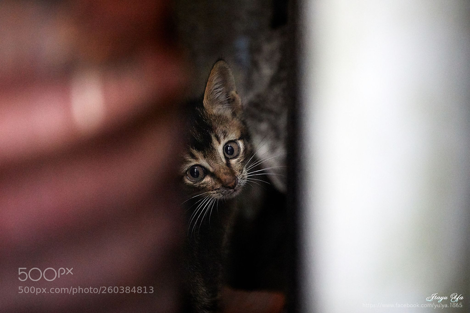 Canon EOS 5D Mark IV sample photo. 害羞啦 photography