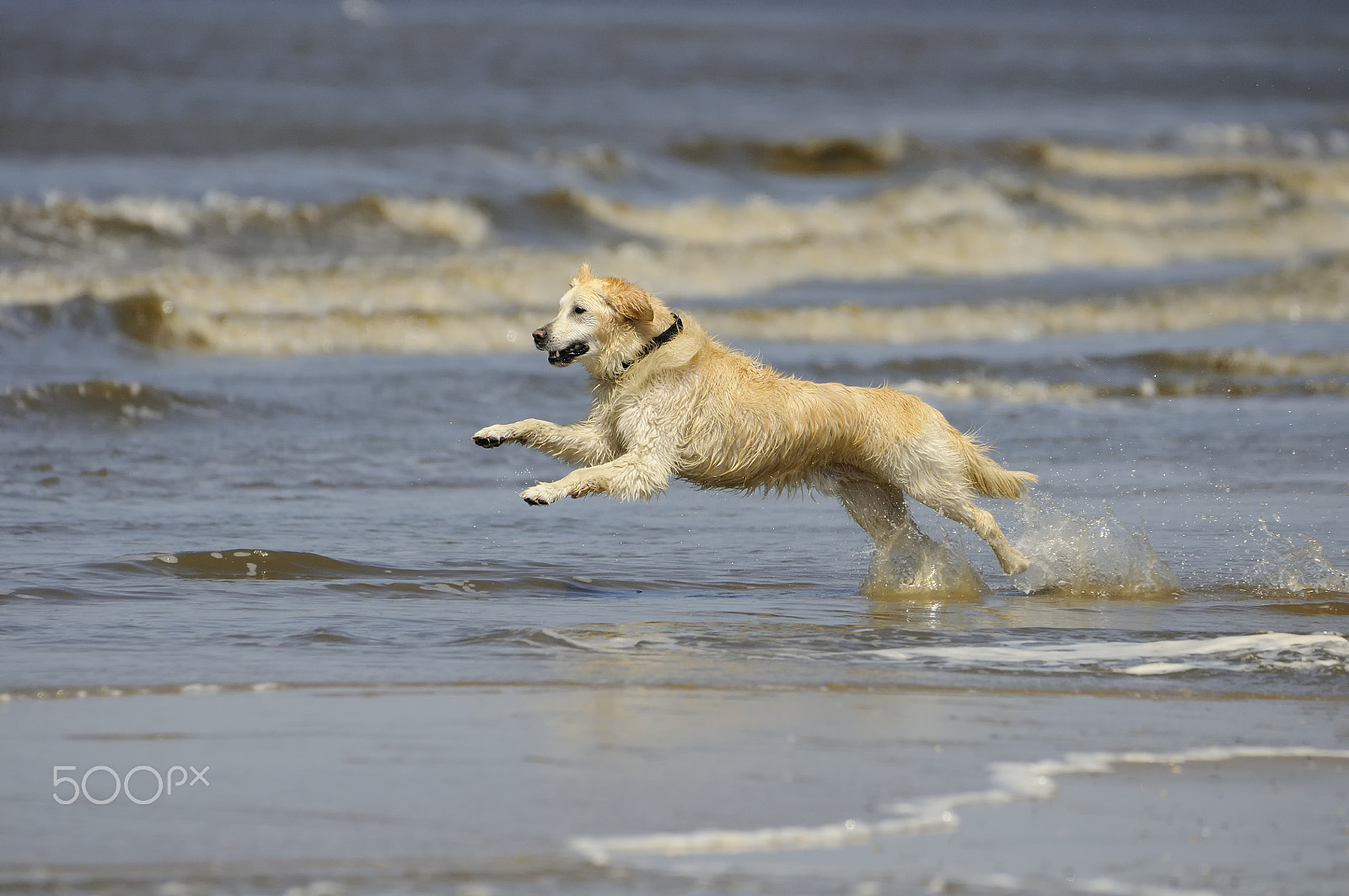 Nikon D300S sample photo. Golden retriever running through waves photography