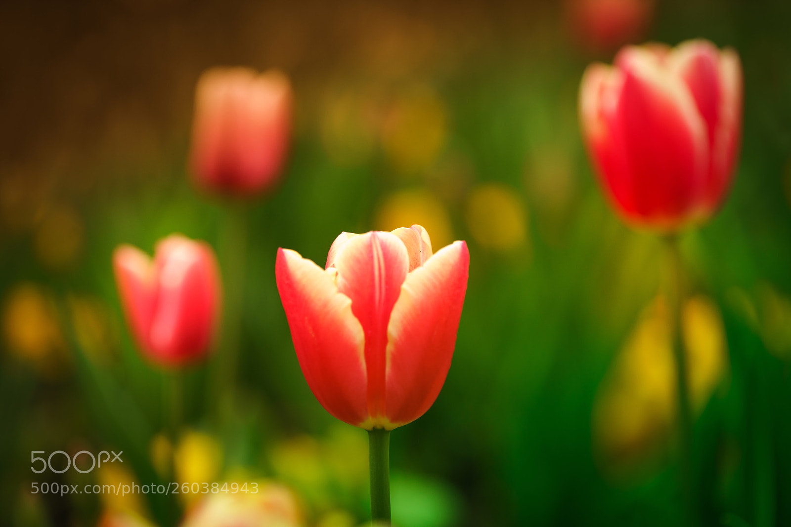 Sony a7R III sample photo. Untitled photography