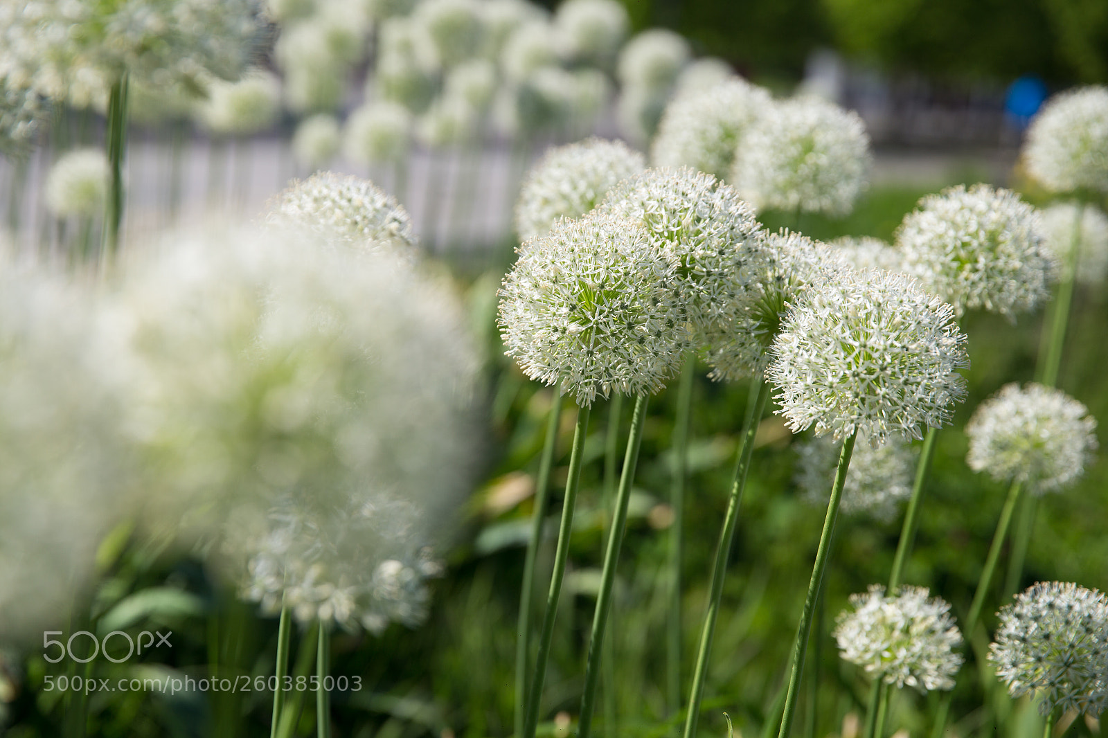 Canon EOS 6D sample photo. Onion in park moscow photography