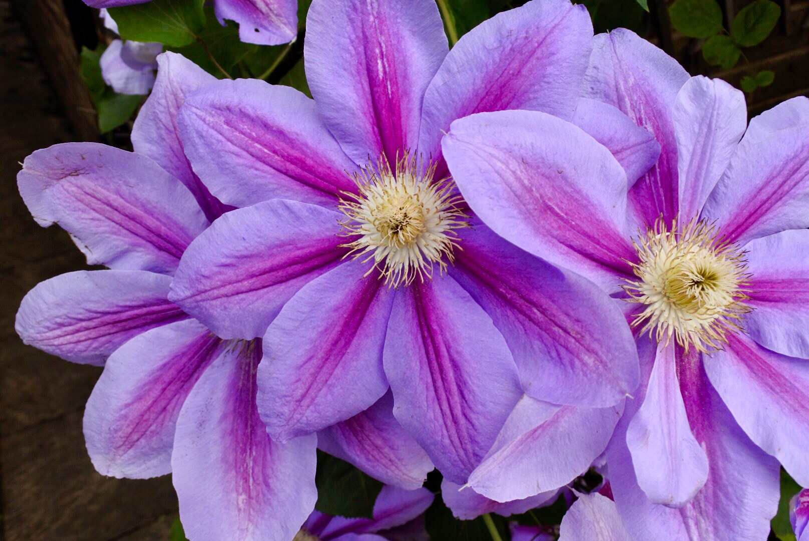 Nikon 1 J5 sample photo. Passionflower  photography
