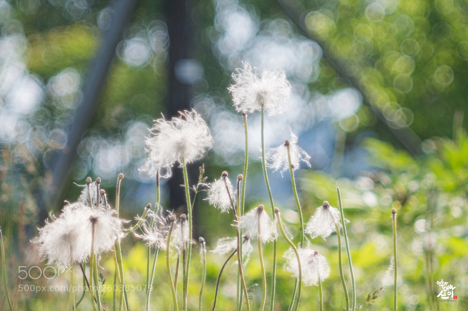 Fujifilm X-T2 sample photo. Korean pasque flower photography