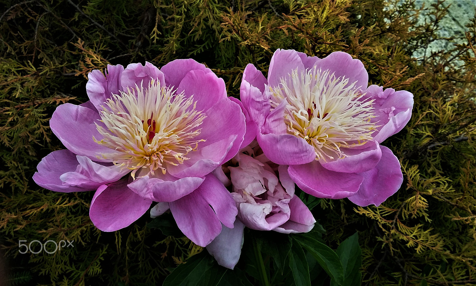 Samsung Galaxy E5 sample photo. Chinese peony photography