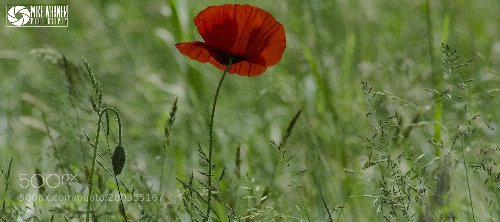 Nikon D7000 sample photo. Kew gardens & gnomus photography