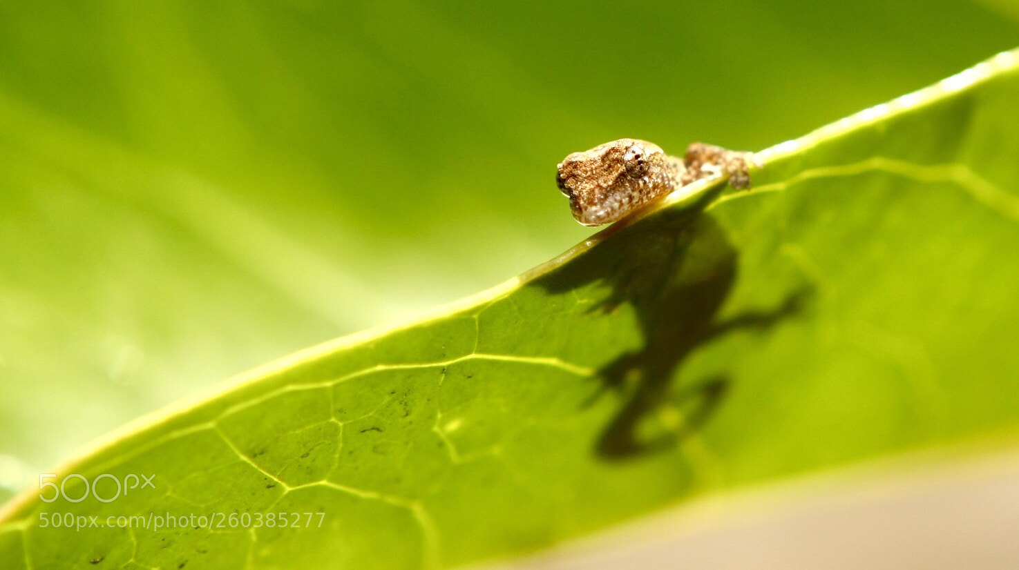 Canon EOS 40D sample photo. Peaking gecko photography