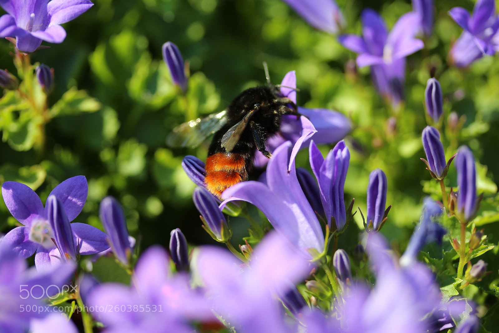 Canon EF-S 60mm F2.8 Macro USM sample photo. It s all about photography