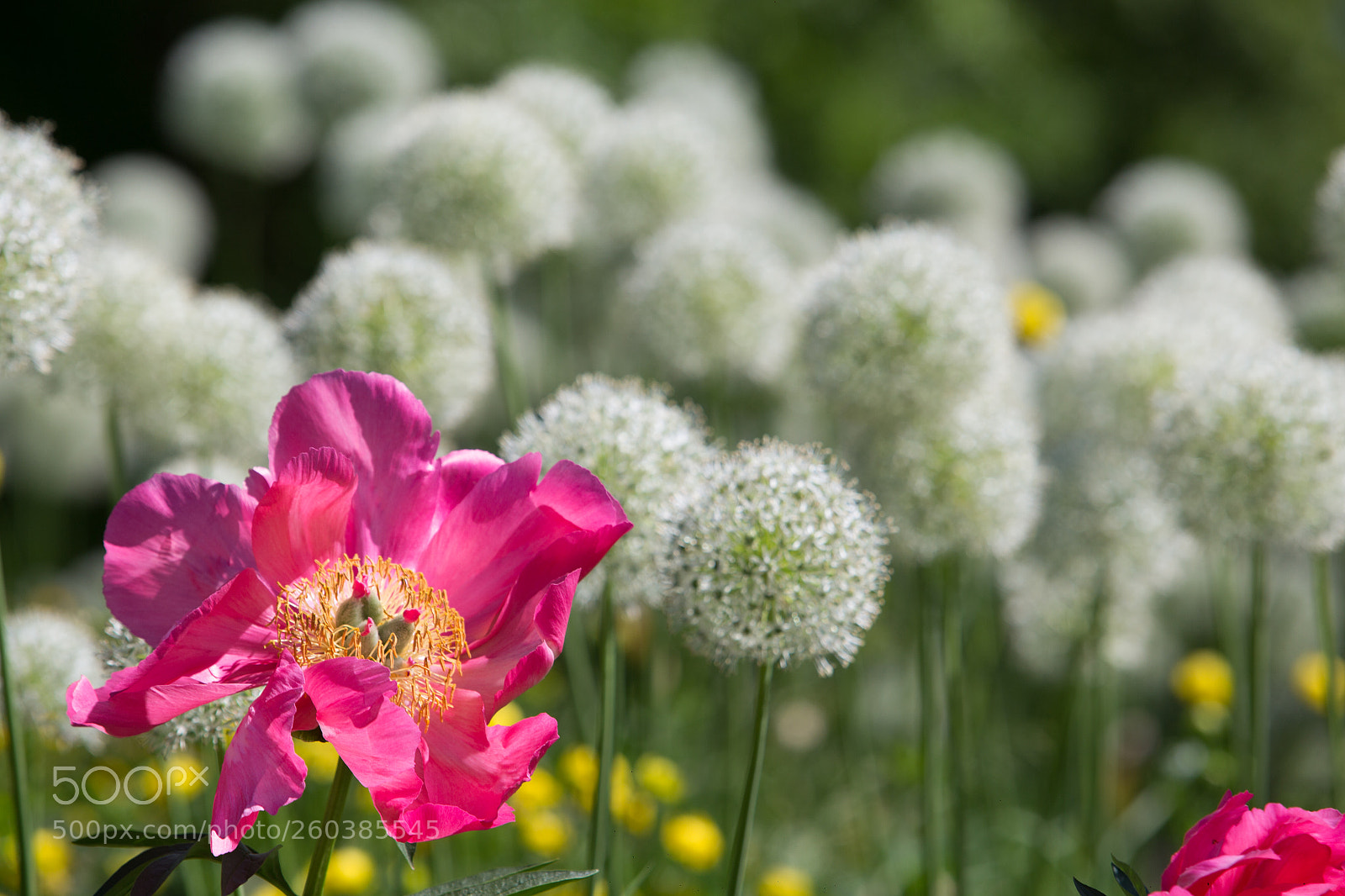 Canon EOS 6D sample photo. Peon nad onions moscow photography