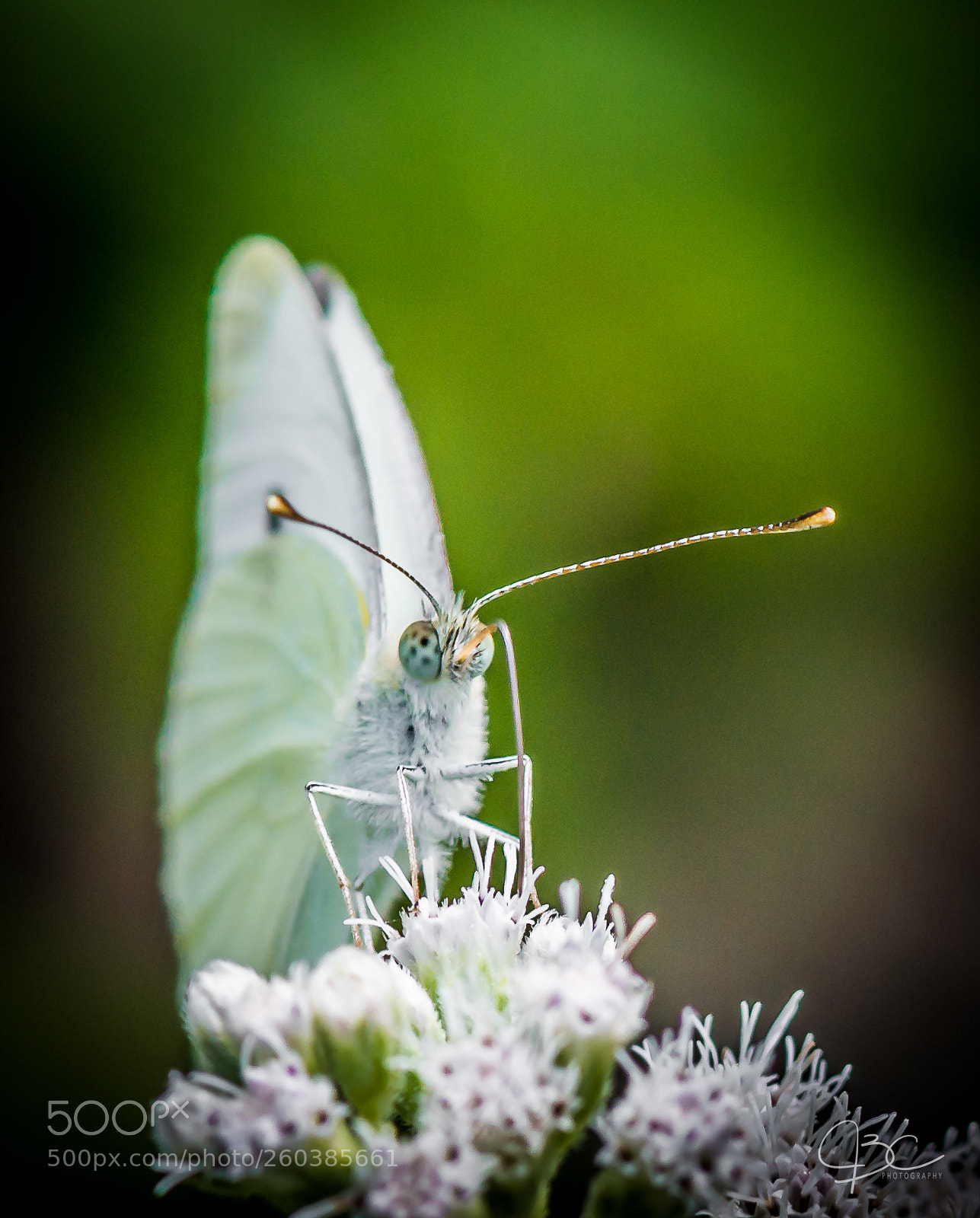 Nikon D800 sample photo. Cabbage butterfly photography