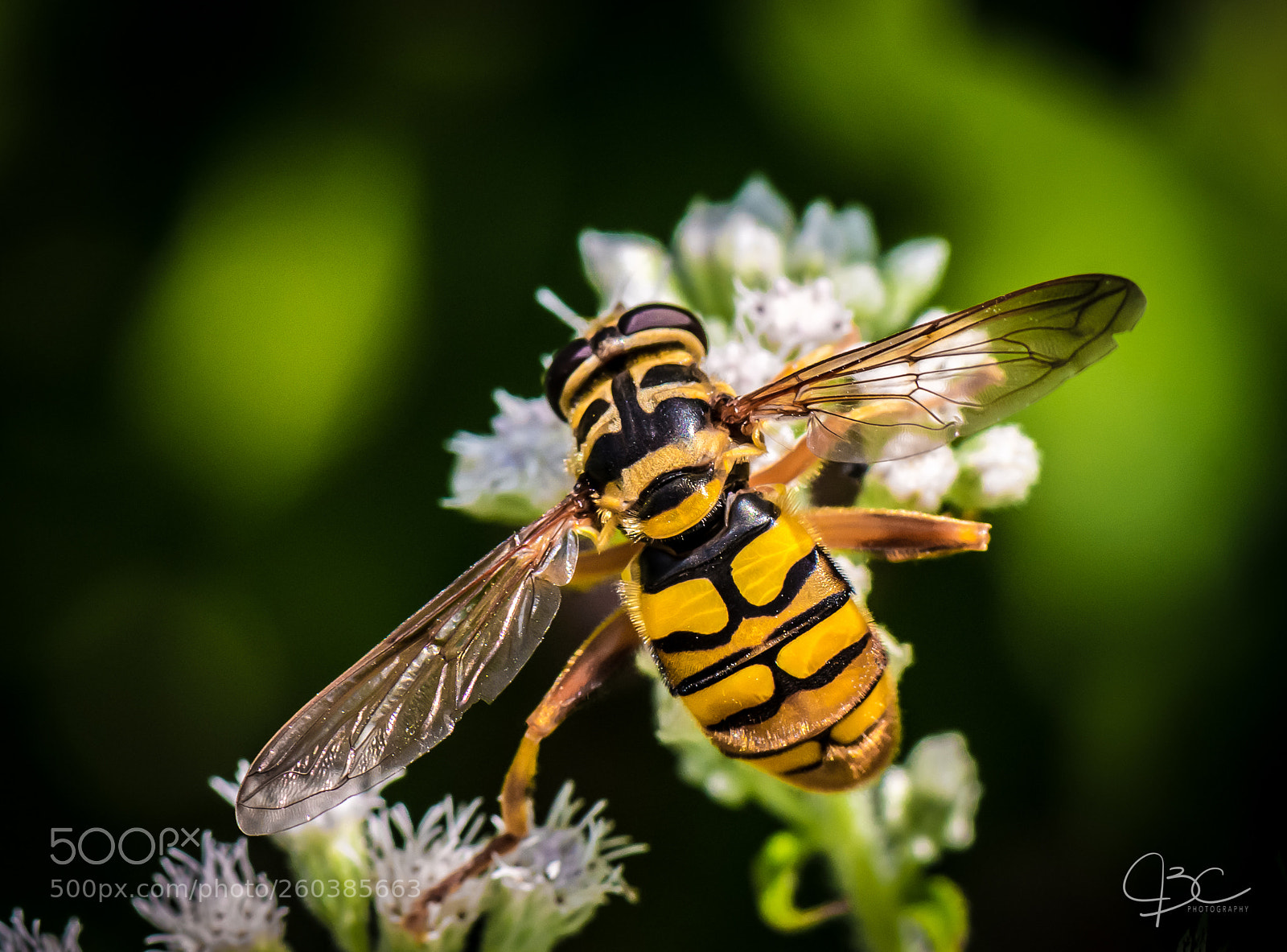 Nikon D800 sample photo. Giant hoverfly photography