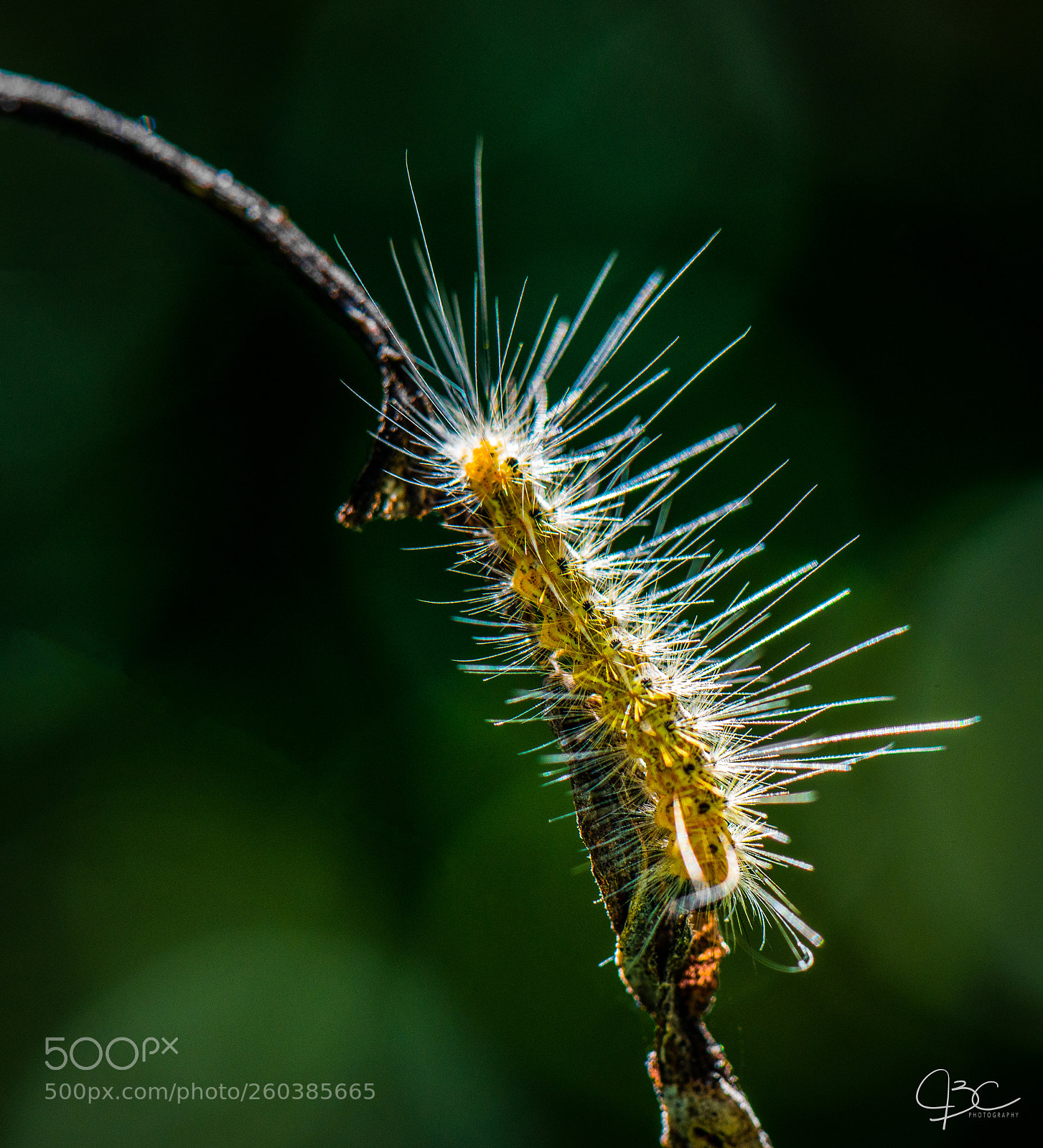 Nikon D800 sample photo. Hairy larva photography