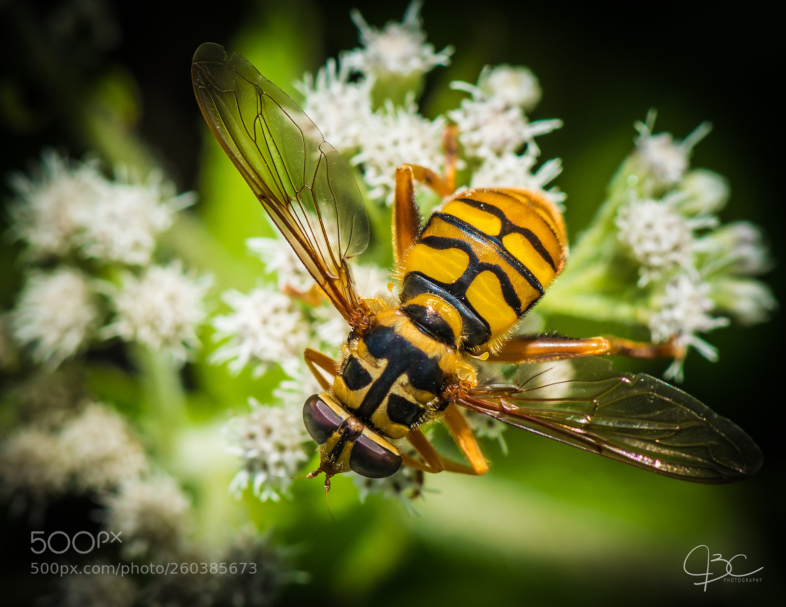 Nikon D800 sample photo. Hoverfly photography
