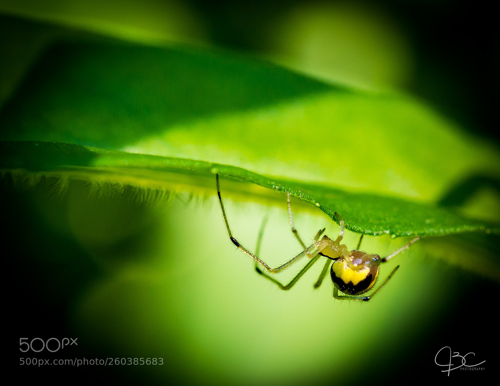 Nikon D800 sample photo. Red yellow spider hiding photography