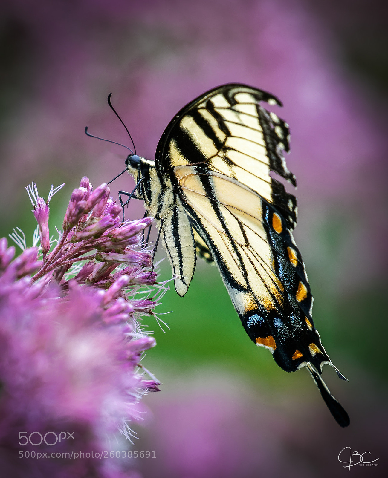 Sony a7R II sample photo. Zebra swallowtail photography