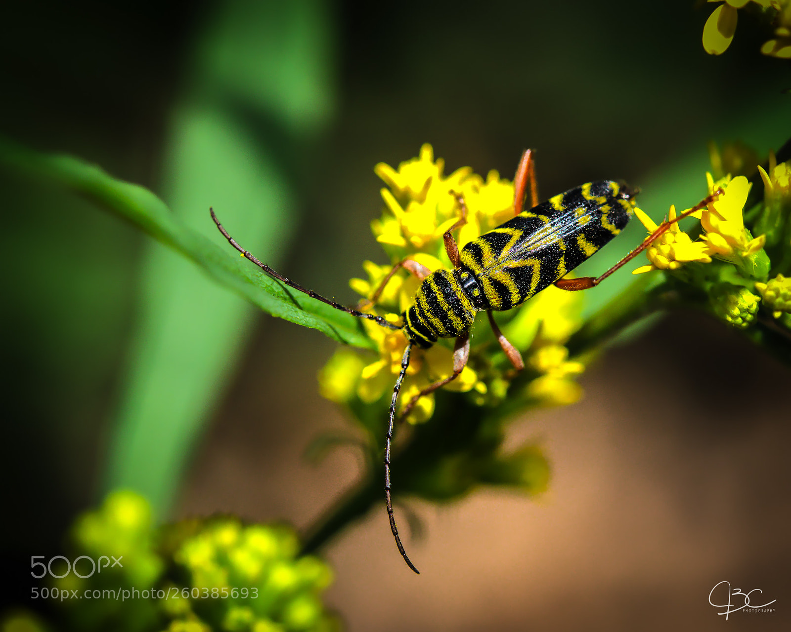 Nikon D800 sample photo. Yellow photography