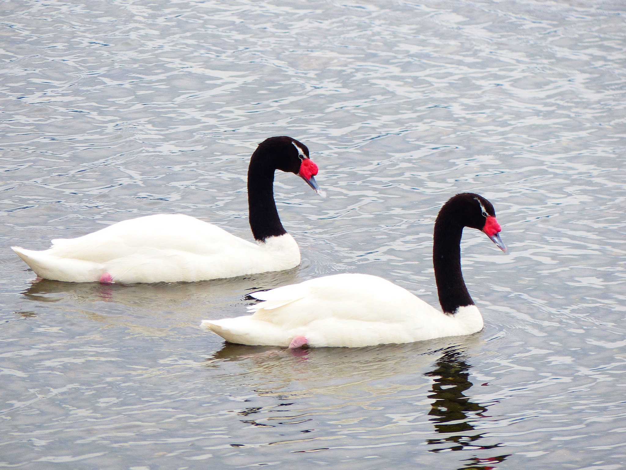 Leica V-Lux 4 sample photo. Pareja de cisnes cuello negros (cygnus melancoryph photography