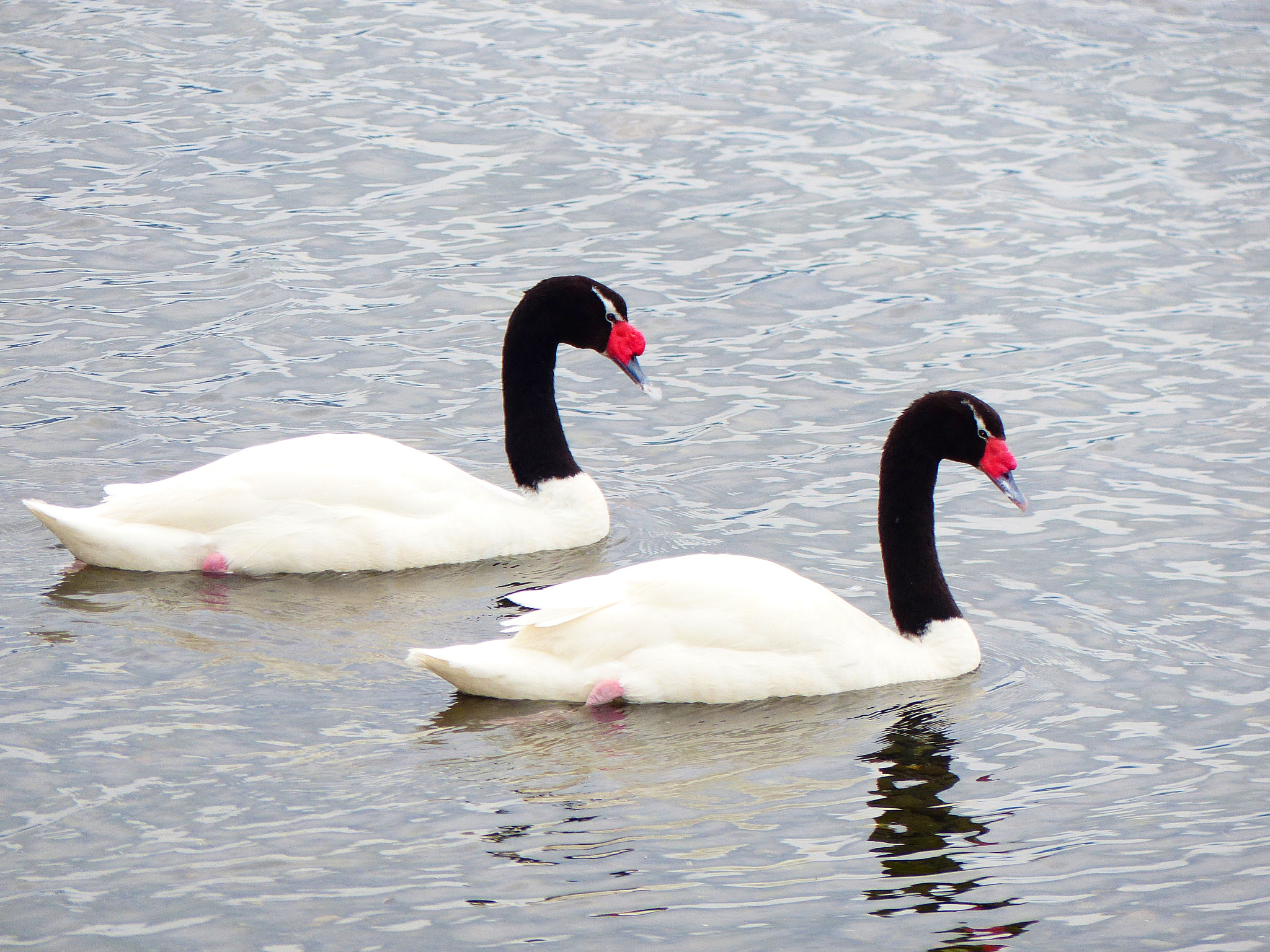 Leica V-Lux 4 sample photo. Pareja de cisnes cuello negros (cygnus melancoryph photography