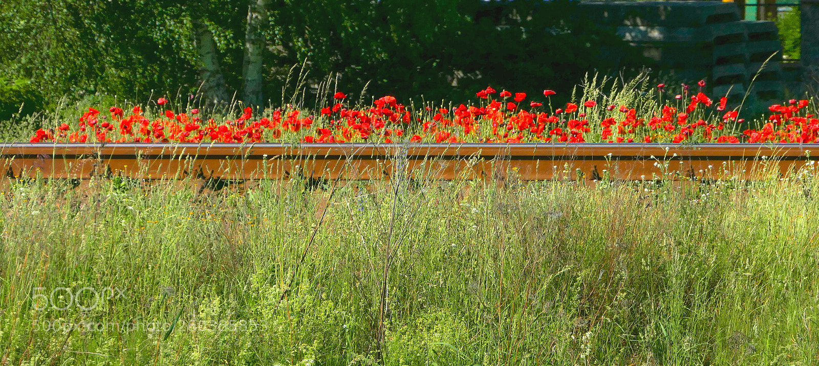 Panasonic Lumix DMC-FZ1000 sample photo. Flowers at the railway photography