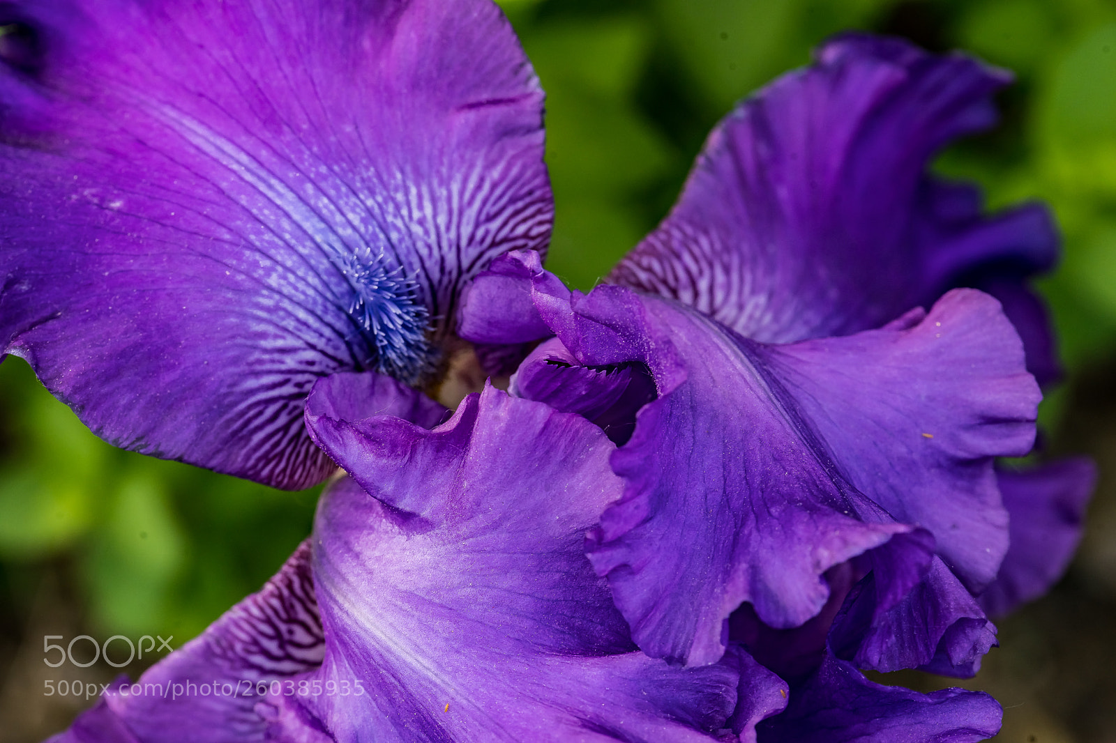 Sony a7 III sample photo. Touch of iris photography