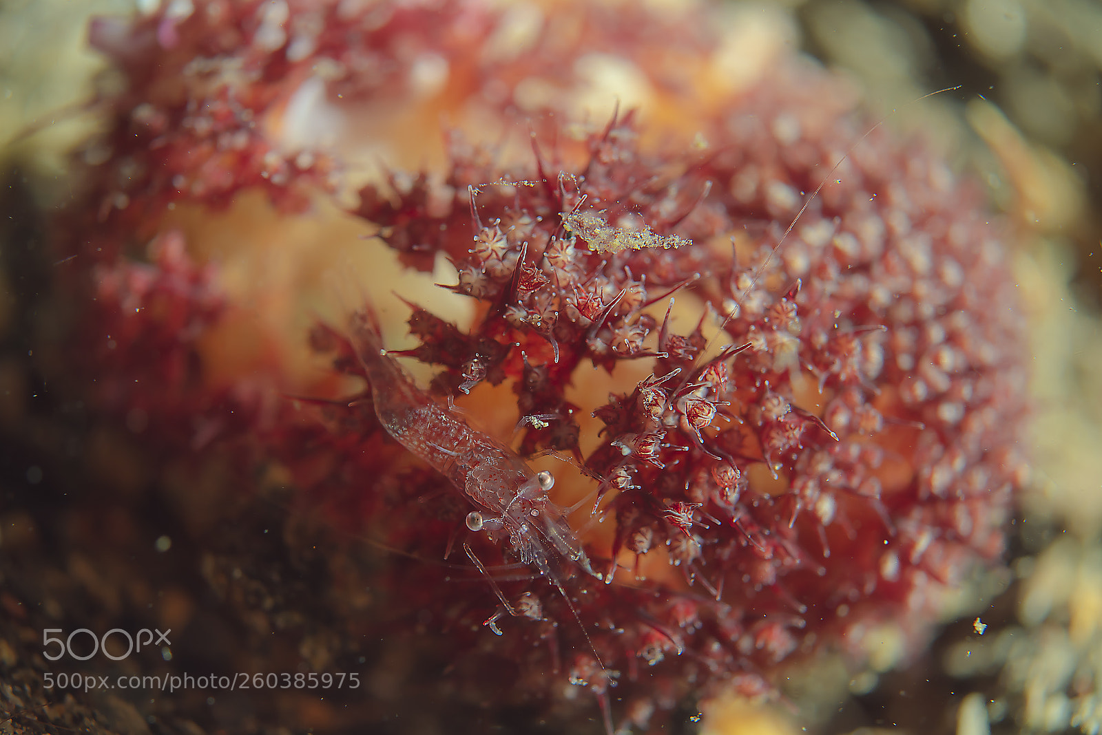 Nikon D750 sample photo. Life with cowry photography