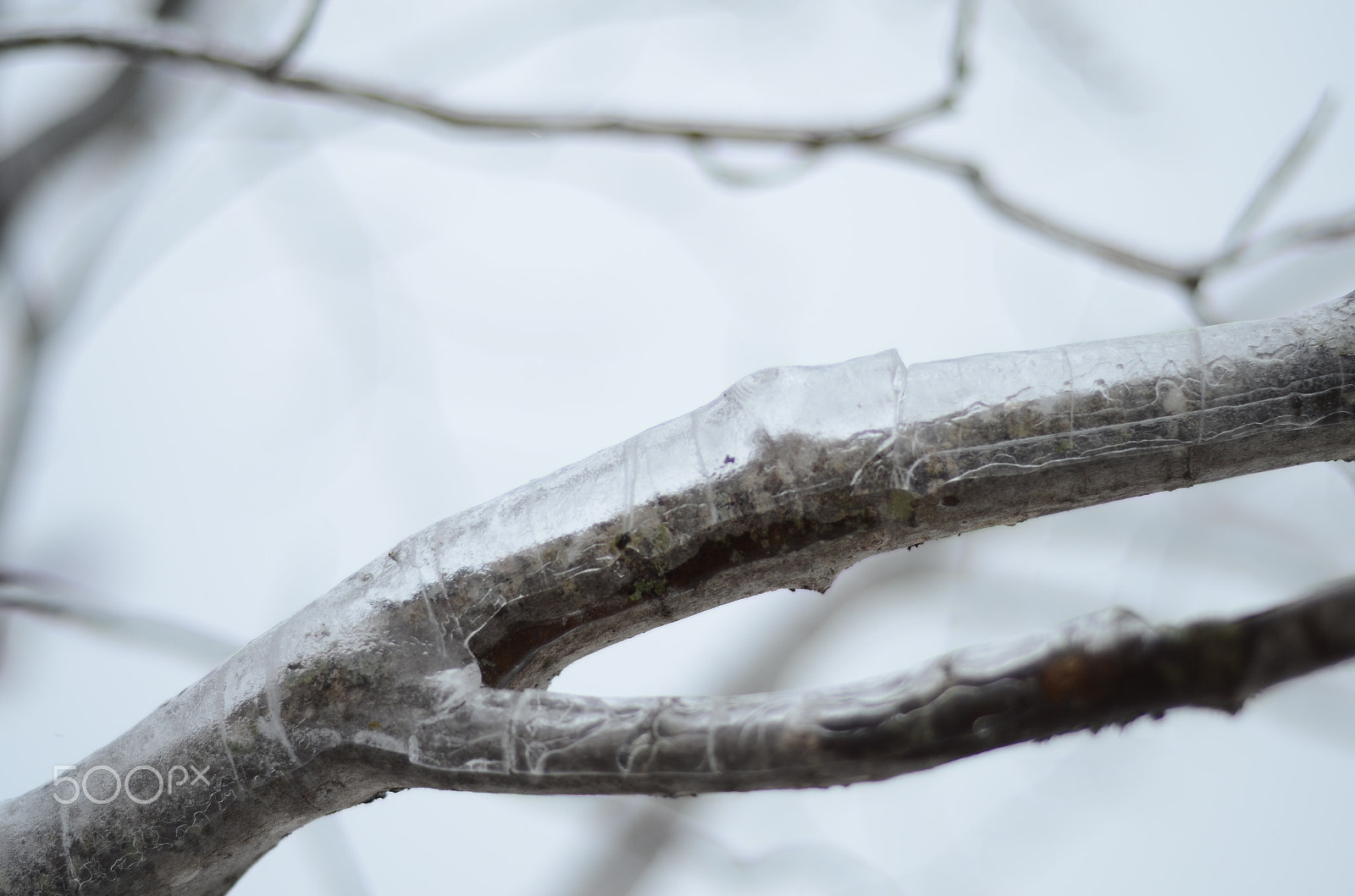 Nikon D7000 + Nikon AF Nikkor 50mm F1.8D sample photo. Ice to meet you photography